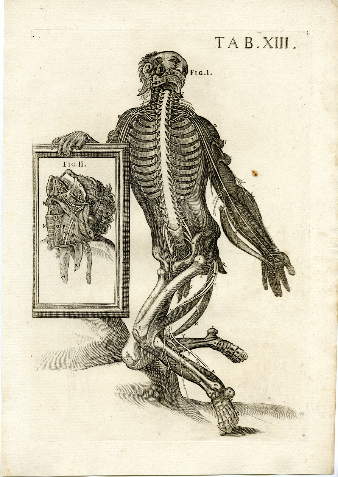 , Antique Print-VERTEBRAL COLUMN-NERVES-RIB CAGE-BONE-Cortona-Chiamberlano-1788, Pictura Antique Prints