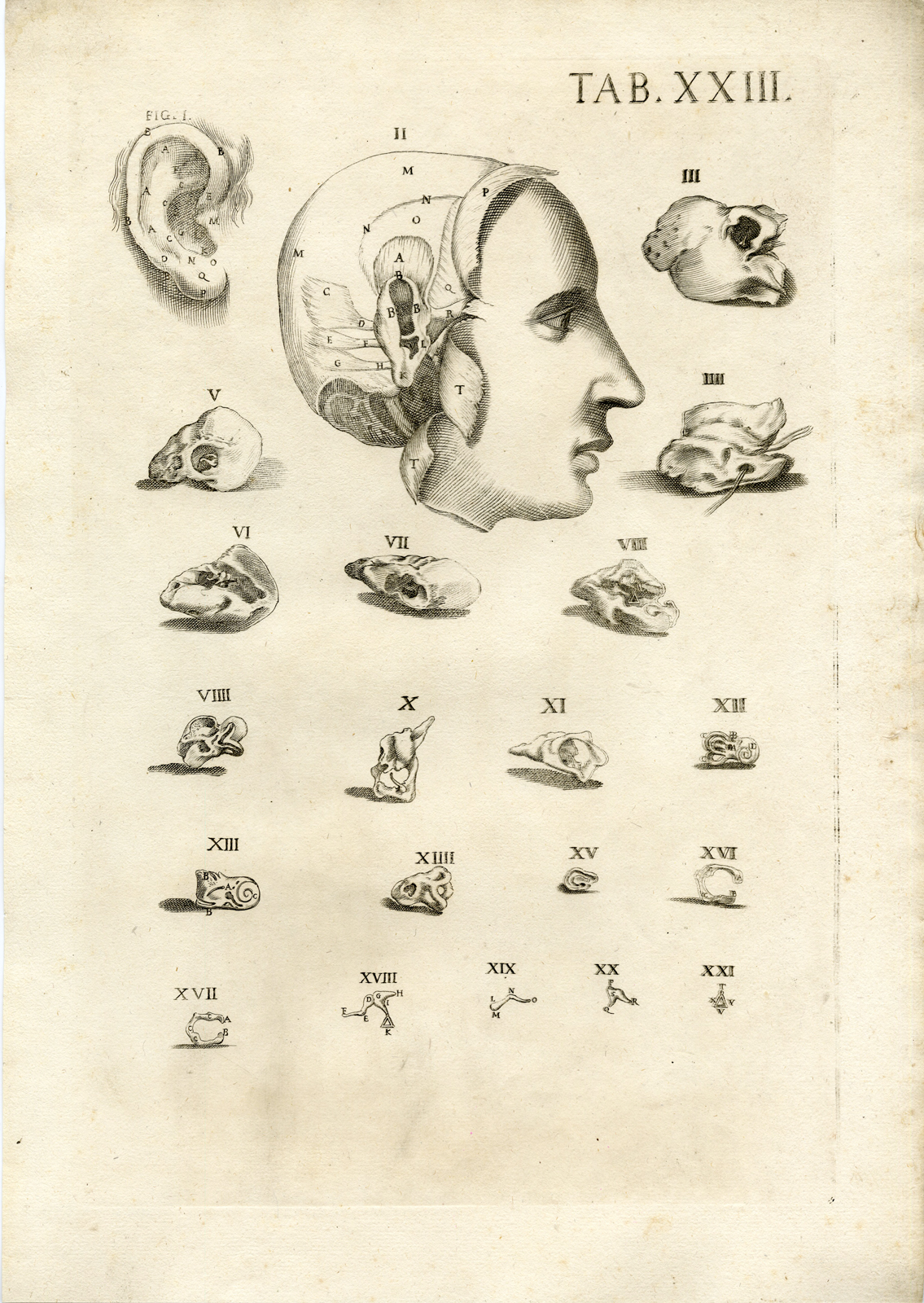 , Rare Antique Print-MALE ANATOMY-HEAD-SKULL-EAR-Cortona-Chiamberlano-1788, Pictura Antique Prints