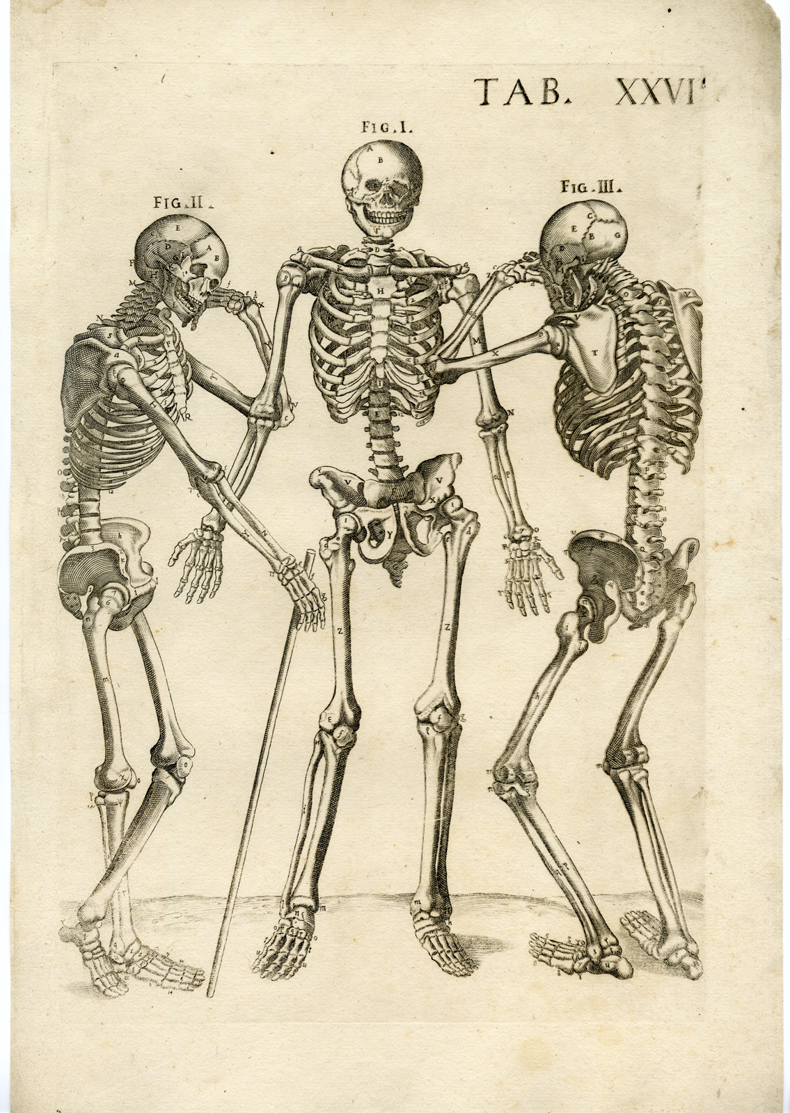 Pco 5001 416x586 Rare Antique Print-MALE SKELETON-SKULL-BONES-ANATOMY-Cortona-Chiamberlano-1788