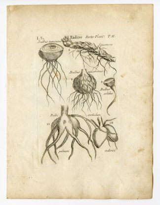 Rare Antique Print-BOTANY-ROOTS-BULBS-Belleval-1796
