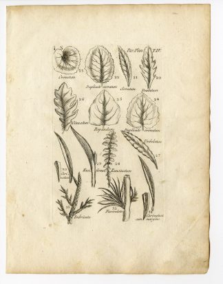 Rare Antique Print-BOTANY-LEAVES-Belleval-1796