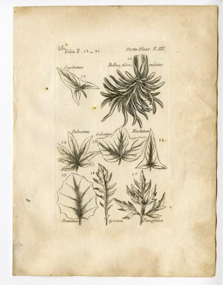 Rare Antique Print-BOTANY-LEAVES-FOLIAGE-Belleval-1796