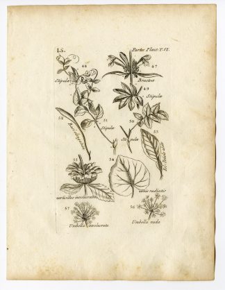 Rare Antique Print-BOTANY-PLANT PARTS-Belleval-1796