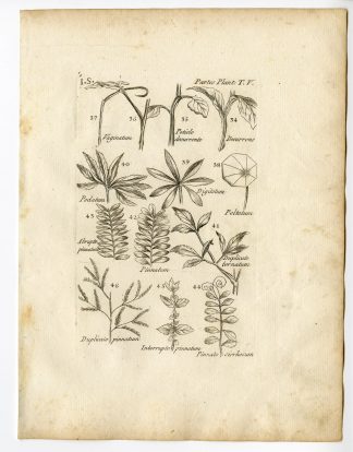Rare Antique Print-BOTANY-PLANT PARTS-Belleval-1796