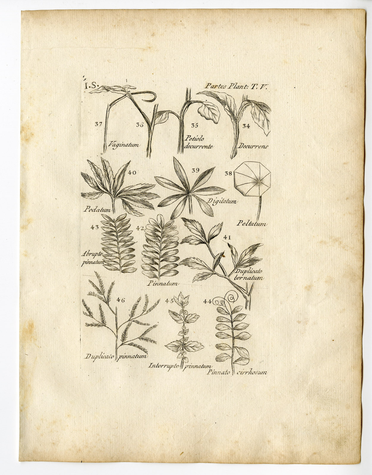 , Rare Antique Print-BOTANY-PLANT PARTS-Belleval-1796, Pictura Antique Prints