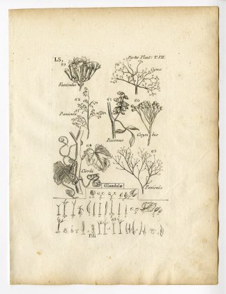 Rare Antique Print-BOTANY-PLANT PARTS-PL.59-Belleval-1796