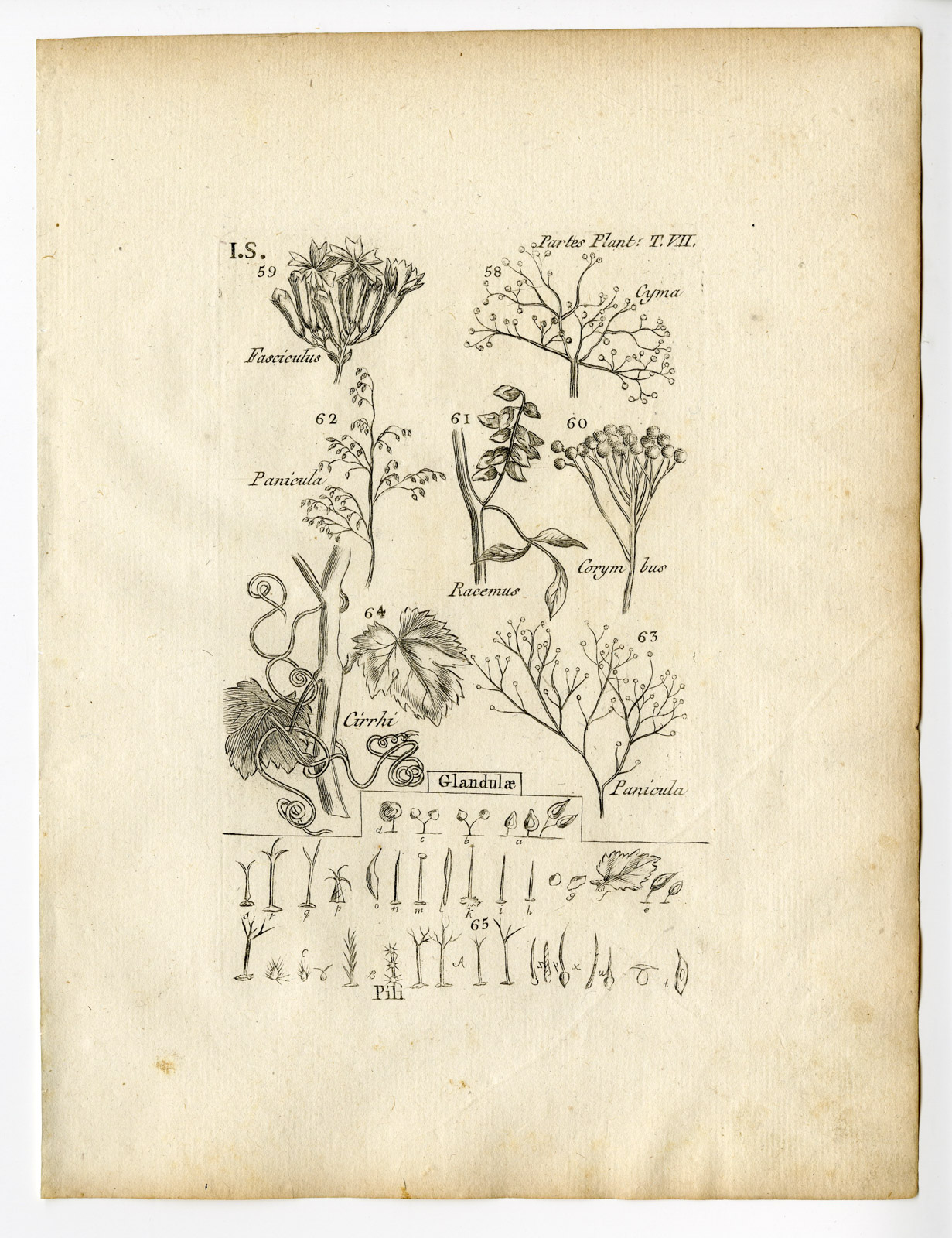 Pcor 0016 416x541 Rare Antique Print-BOTANY-PLANT PARTS-PL.59-Belleval-1796