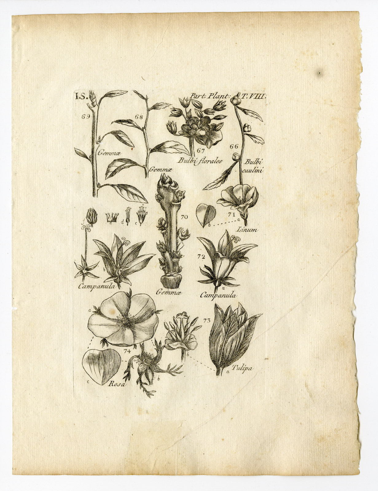 , Rare Antique Print-BOTANY-PLANT PARTS-TULIP-CAMPANULA-PL.8-Belleval-1796, Pictura Antique Prints