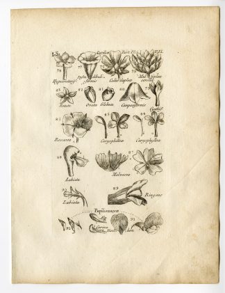 Rare Antique Print-BOTANY-PLANT PARTS-ROSE-MALVA-CALYX-PL.9-Belleval-1796