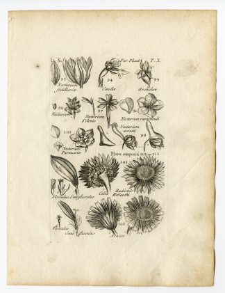 Rare Antique Print-BOTANY-PLANT PARTS-ORCHID-ARNICA-CALYX-PL.10-Belleval-1796