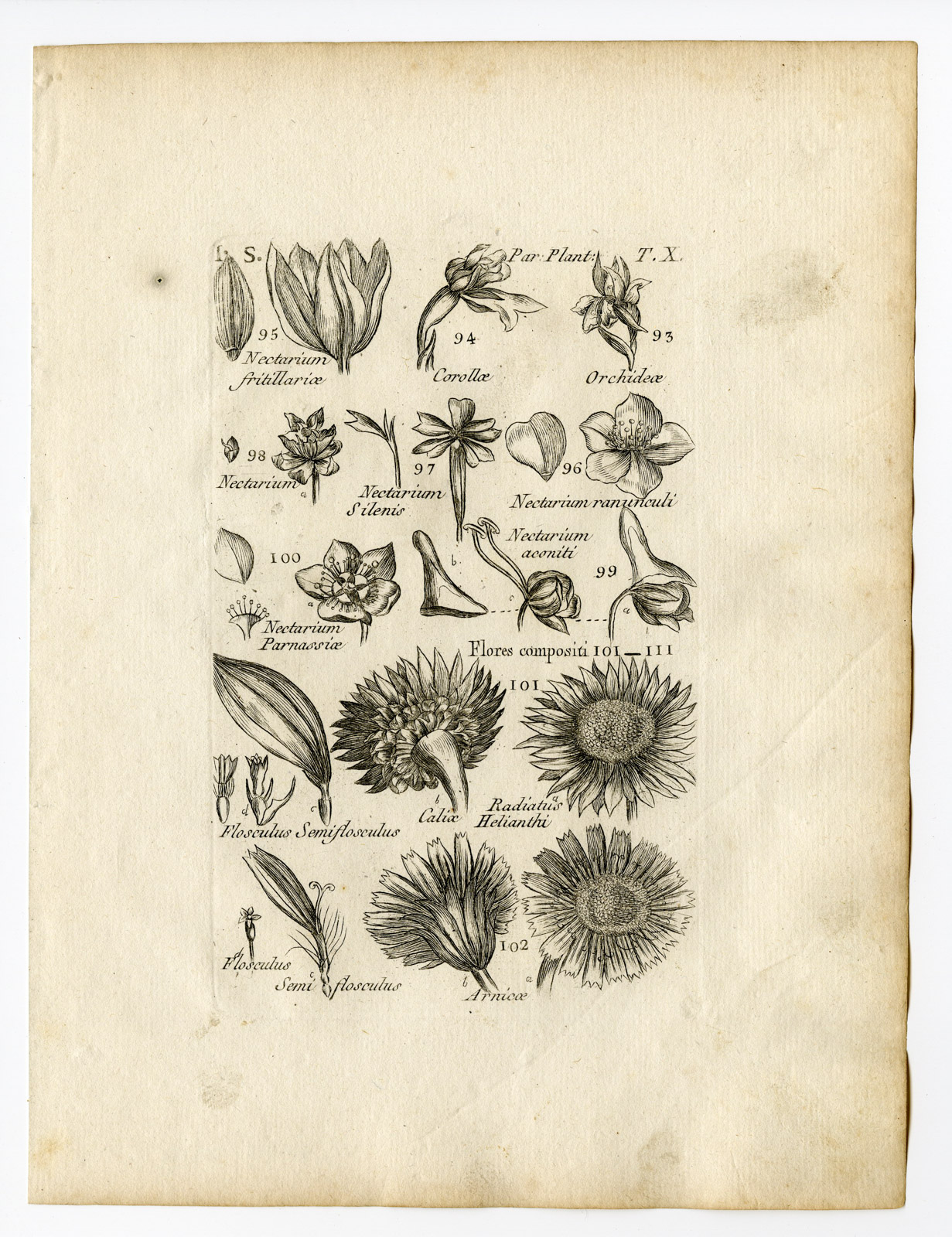 Pcor 0019 416x541 Rare Antique Print-BOTANY-PLANT PARTS-ORCHID-ARNICA-CALYX-PL.10-Belleval-1796
