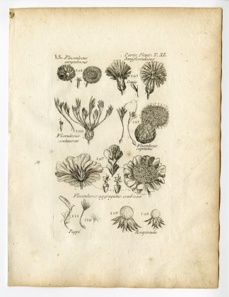 Rare Antique Print-BOTANY-PLANT PARTS-FLOWER-PL.11-Belleval-1796