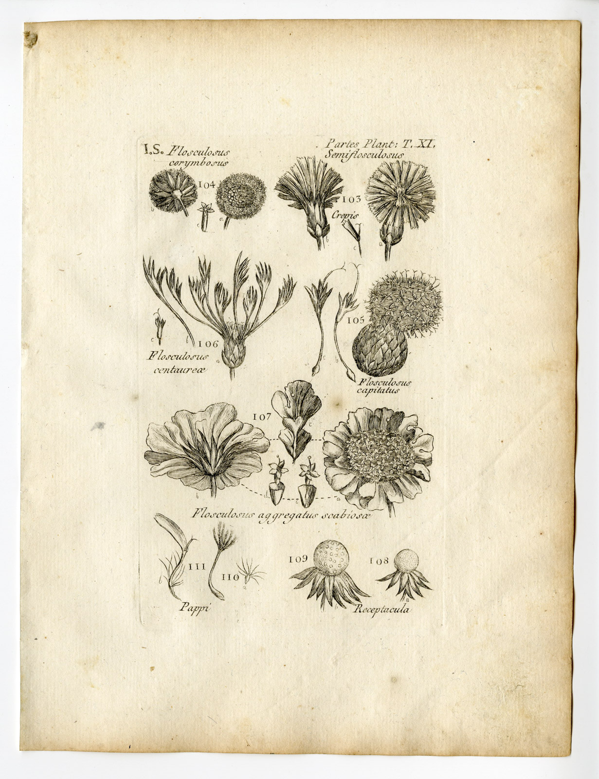 Pcor 0020 416x541 Rare Antique Print-BOTANY-PLANT PARTS-FLOWER-PL.11-Belleval-1796