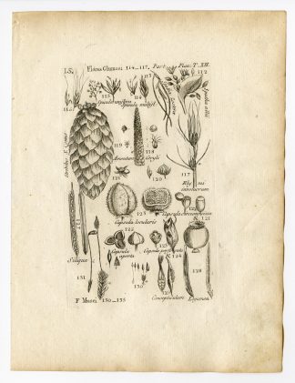 Rare Antique Print-BOTANY-PLANT PARTS-SEEDS-PINECONE-ACORN-PL.12-Belleval-1796