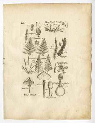 Rare Antique Print-BOTANY-PLANT PARTS-MUSHROOM-AGARICUS-FERN-PL.13-Belleval-1796