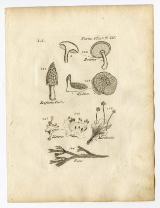 Rare Antique Print-BOTANY-PLANT PARTS-MUSHROOM-LICHEN-FUNGI-PL.14-Belleval-1796