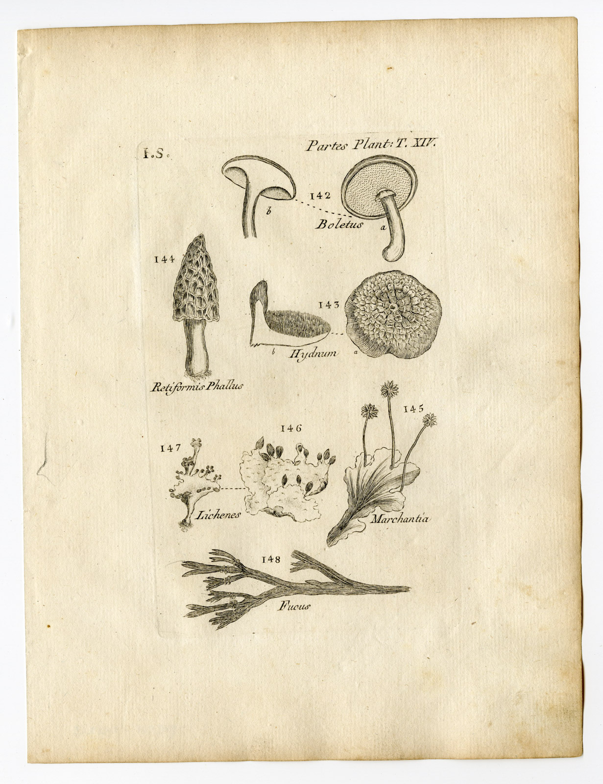 , Rare Antique Print-BOTANY-PLANT PARTS-MUSHROOM-LICHEN-FUNGI-PL.14-Belleval-1796, Pictura Antique Prints