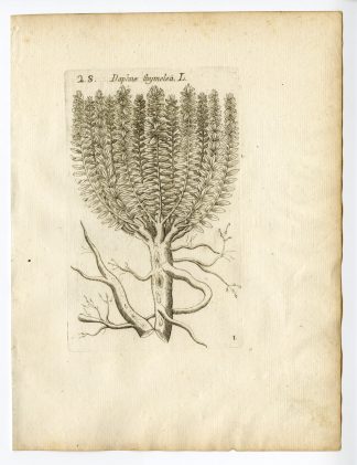 Rare Antique Print-DAPHNE THYMELEA-PLANT-PL. 1-Belleval-1796