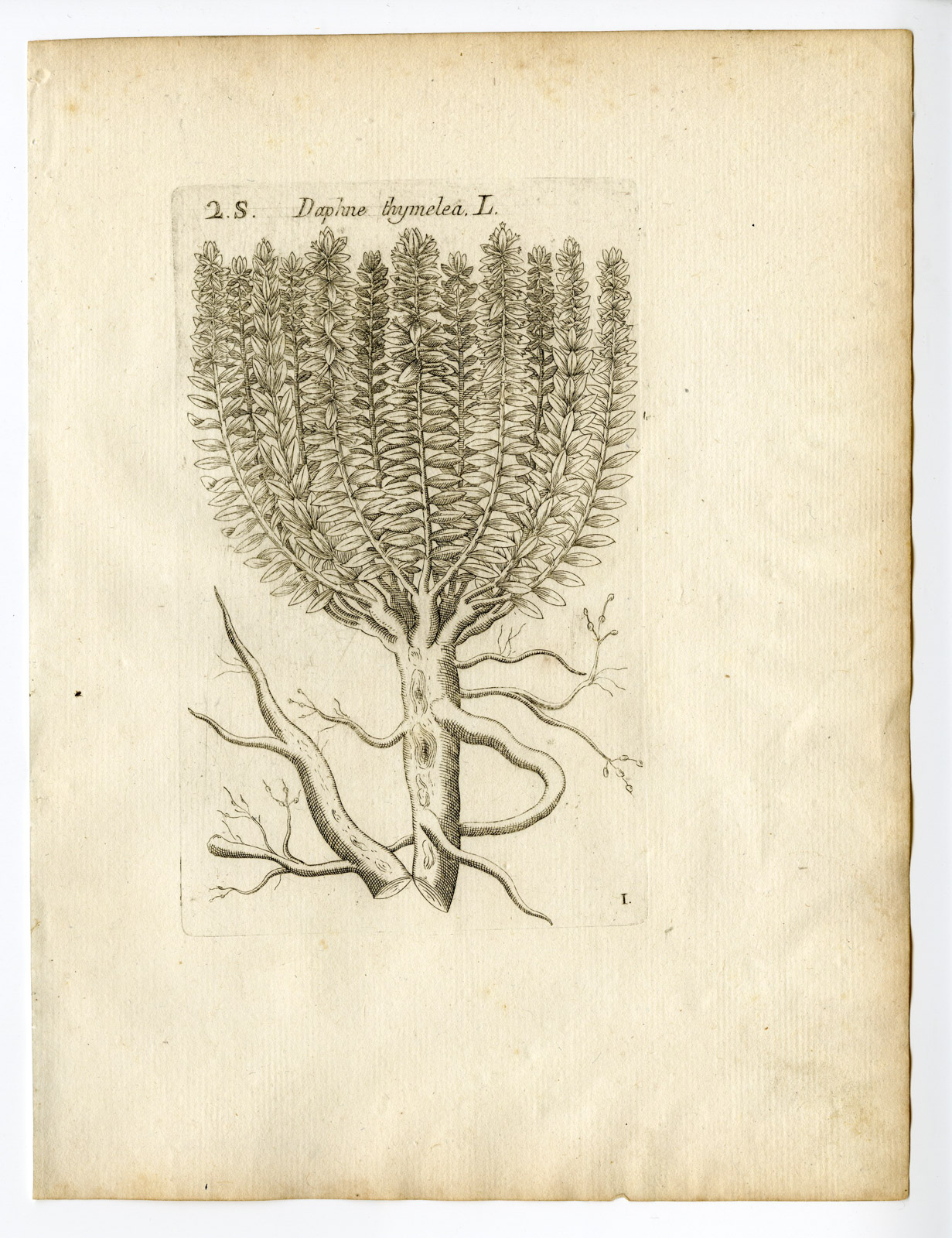 , Rare Antique Print-DAPHNE THYMELEA-PLANT-PL. 1-Belleval-1796, Pictura Antique Prints