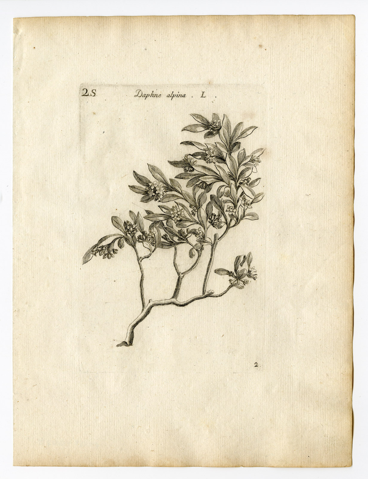 , Rare Antique Print-DAPHNE ALPINA-PLANT-SHRUB-PL. 2-Belleval-1796, Pictura Antique Prints