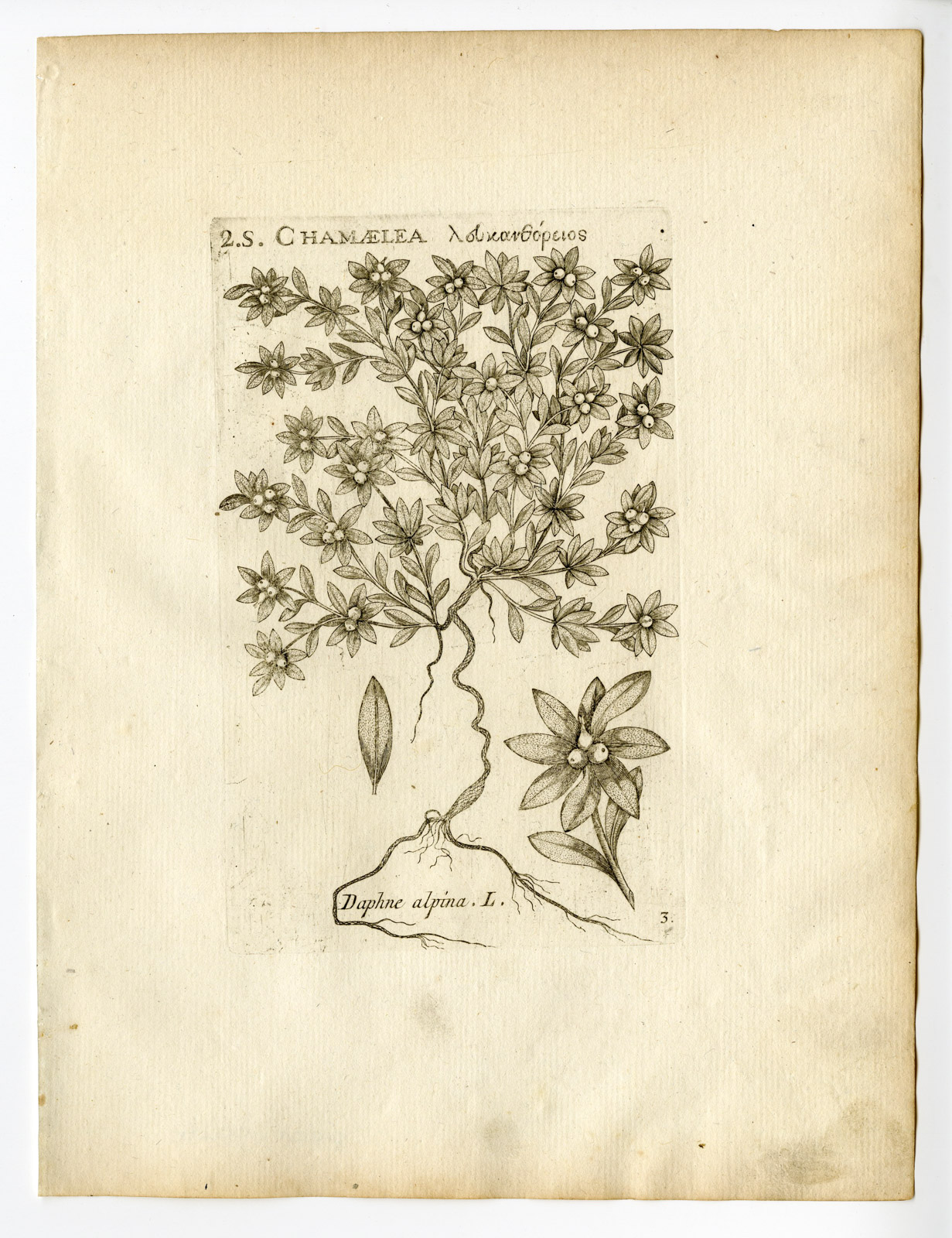 , Rare Antique Print-CERASTIUM TOMENTOSUM-SNOW IN SUMMER-PL. 3-Belleval-1796, Pictura Antique Prints