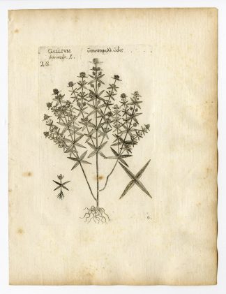 Rare Antique Print-GALIUM BOREALE-NORTHERN BEDSTRAW-PL. 6-Belleval-1796