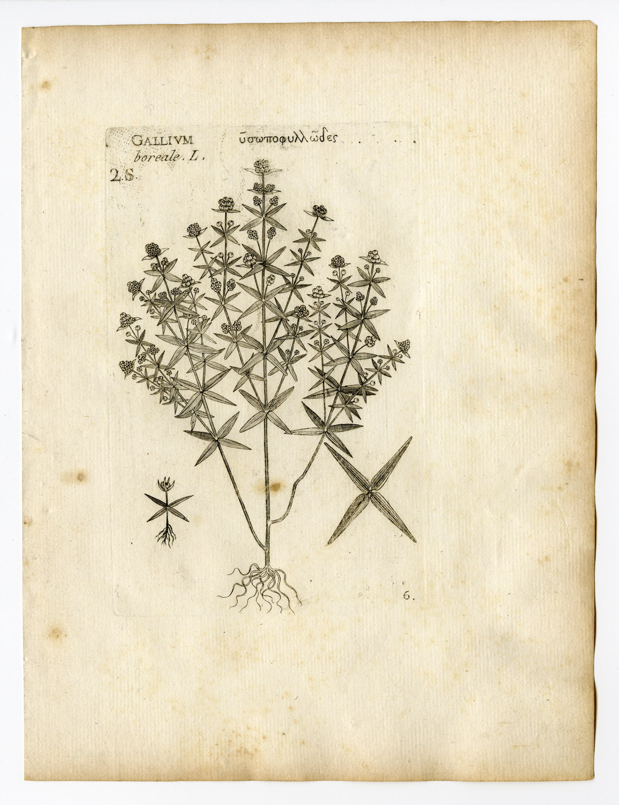 , Rare Antique Print-GALIUM BOREALE-NORTHERN BEDSTRAW-PL. 6-Belleval-1796, Pictura Antique Prints