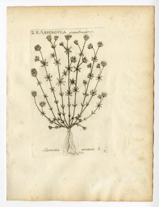 Rare Antique Print-SHERARDIA ARVENSIS-FIELD MADDER-ASPERGULA-PL. 7-Belleval-1796