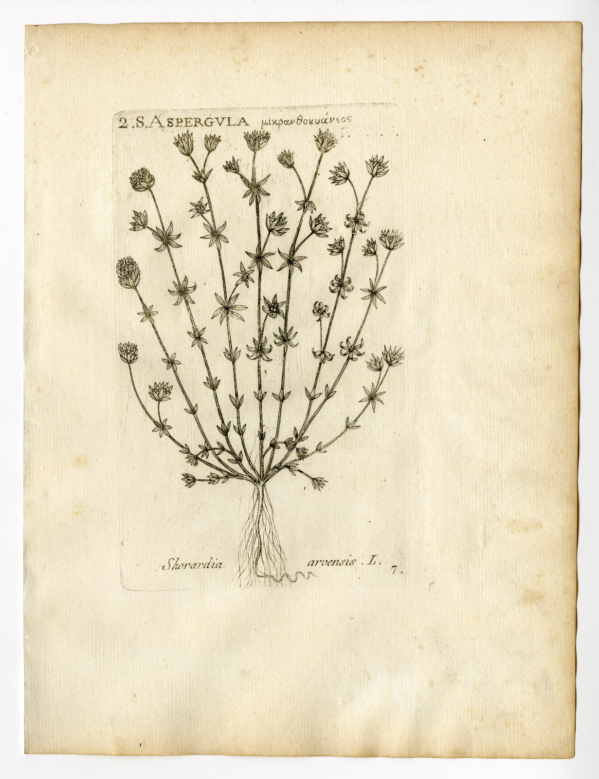 , Rare Antique Print-SHERARDIA ARVENSIS-FIELD MADDER-ASPERGULA-PL. 7-Belleval-1796, Pictura Antique Prints