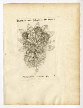 Rare Antique Print-PLANTAGO MAJOR-BROADLEAF PLANTAIN-PL. 9-Belleval-1796