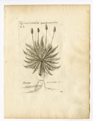 Rare Antique Print-PLANTAGO LANCEOLATA-RIBWORT PLANTAIN-PL. 10-Belleval-1796