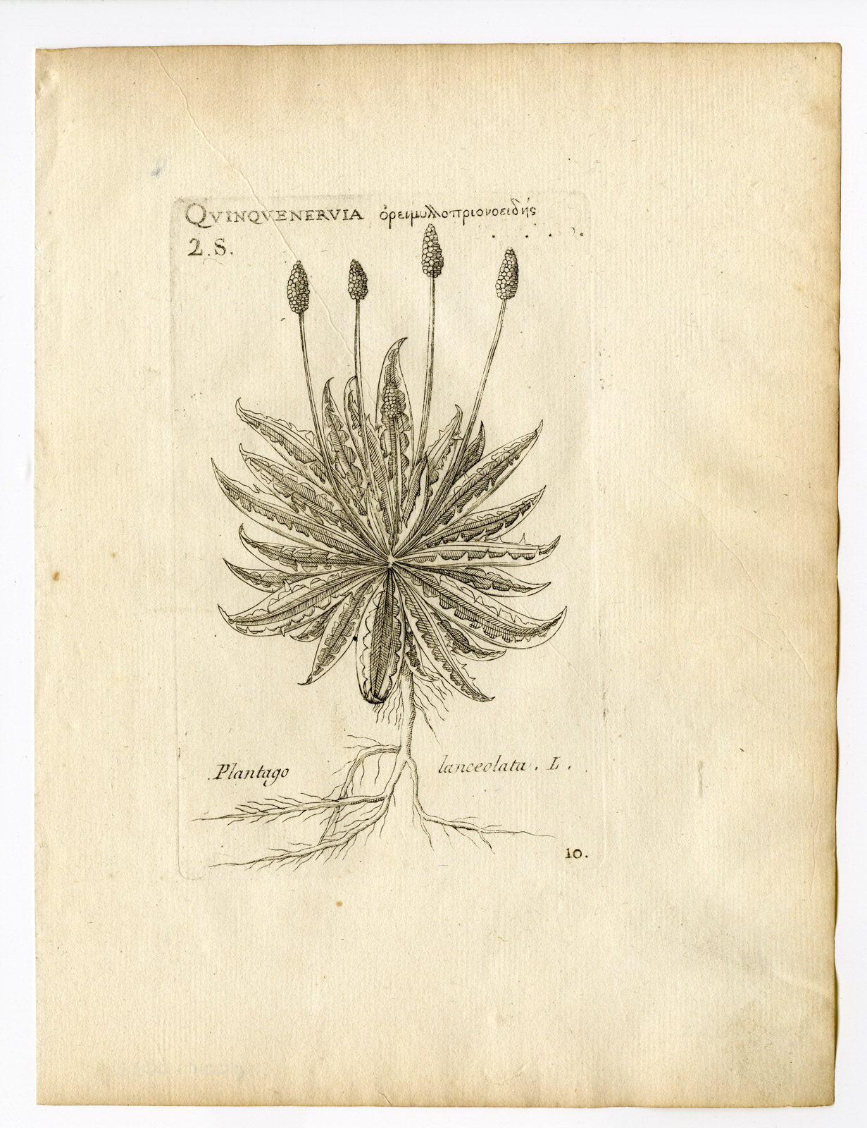 , Rare Antique Print-PLANTAGO LANCEOLATA-RIBWORT PLANTAIN-PL. 10-Belleval-1796, Pictura Antique Prints