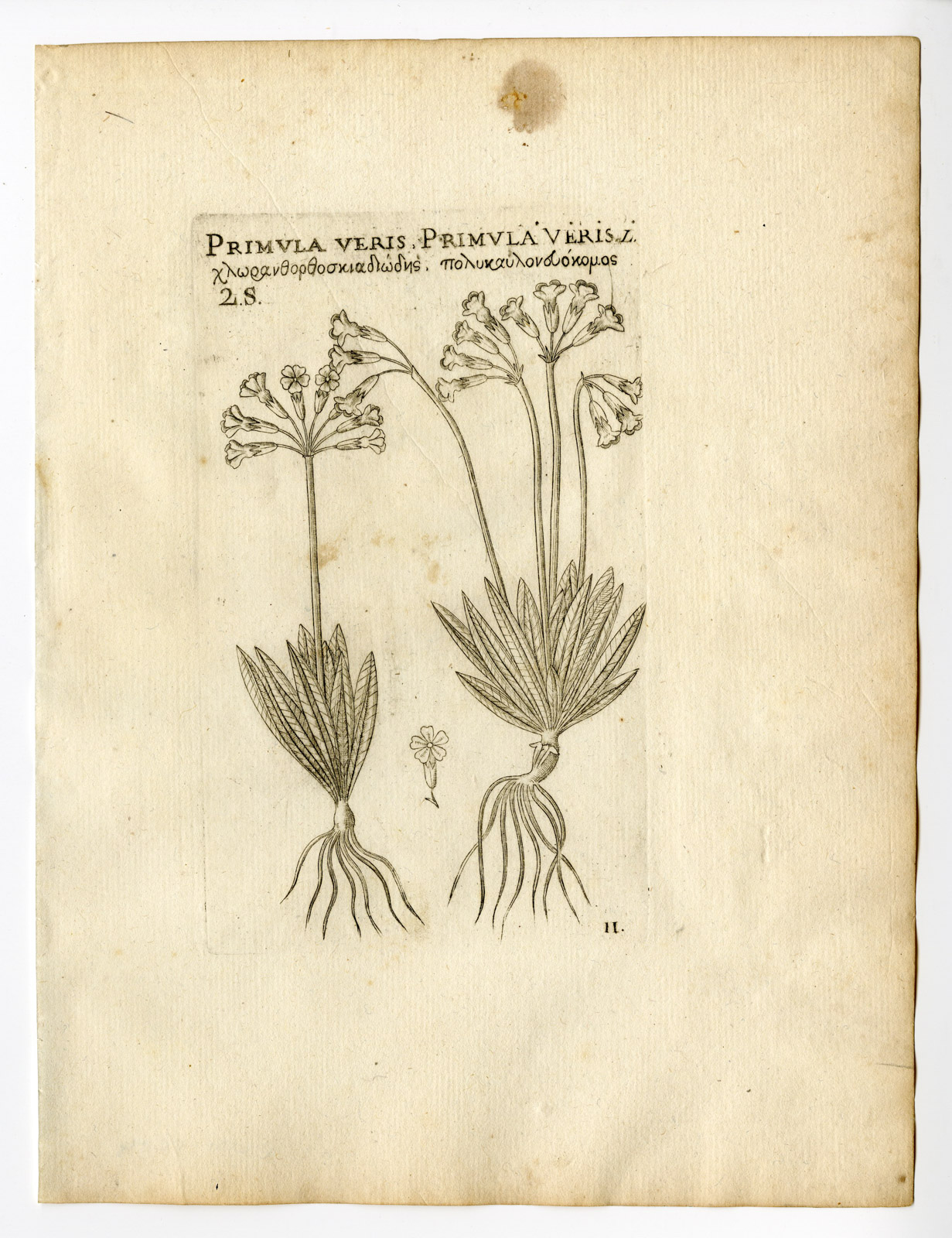 , Rare Antique Print-PRIMULA VERIS-COMMON COWSLIP-PRIMROSE-PL. 11-Belleval-1796, Pictura Antique Prints