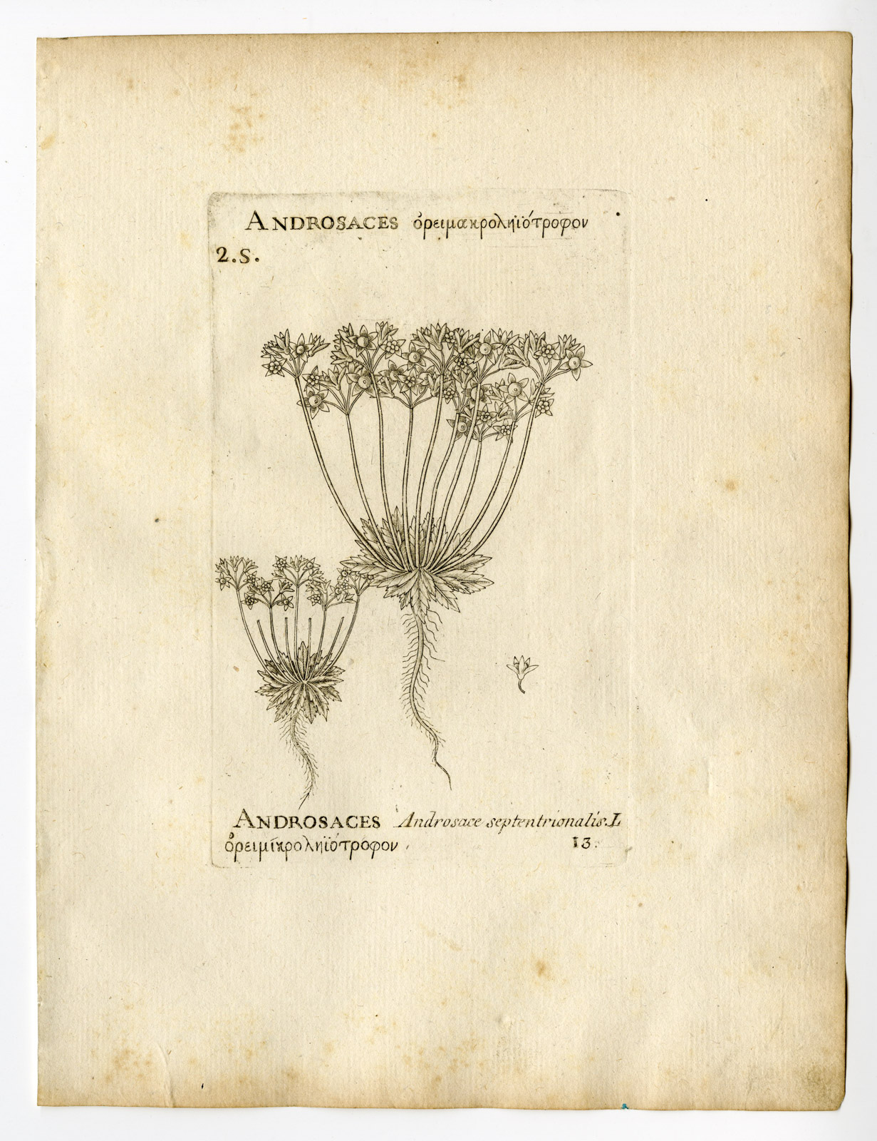 , Rare Antique Print-ANDROSACE SEPTENTRIONALIS-PYGMYFLOWER-PL. 13-Belleval-1796, Pictura Antique Prints