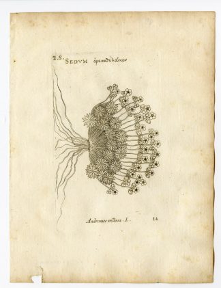Rare Antique Print-ANDROSACE VILLOSA-HAIRY-PL. 14-Belleval-1796