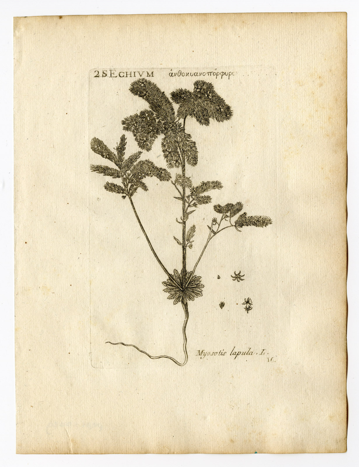 , Rare Antique Print-LAPPULA SQUARROSA-EUROPEAN STICKSEED-PL. 16-Belleval-1796, Pictura Antique Prints