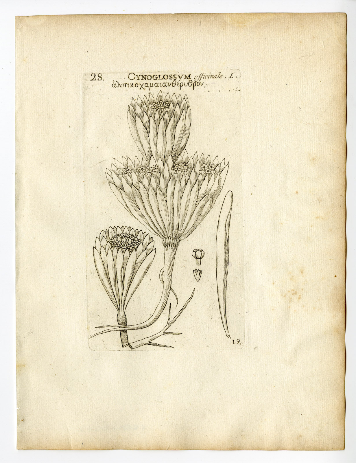 , Rare Antique Print-CYNOGLOSSUM OFFICINALE-HOUNDSTONGUE-PL. 19-Belleval-1796, Pictura Antique Prints
