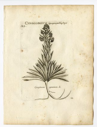 Rare Antique Print-CYNOGLOSSUM APENNINUM-BORAGE-PL. 20-Belleval-1796