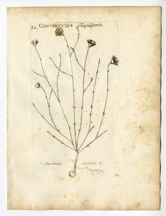 Rare Antique Print-CONVOLVULUS CANTABRICA-MORNING GLORY-PL. 21-Belleval-1796