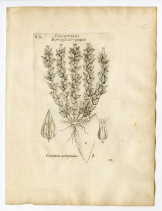 Rare Antique Print-GENTIANA ASCLEPIADEA-WILLOW GENTIAN-PL. 22-Belleval-1796