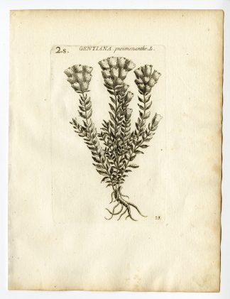 Rare Antique Print-GENTIANA PNEUMONANTHE-MARSH GENTIAN-PL. 23-Belleval-1796