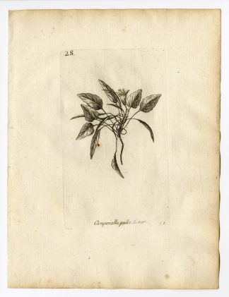 Rare Antique Print-CAMPANULA PULLA-BELLFLOWER-PL. 26-Belleval-1796