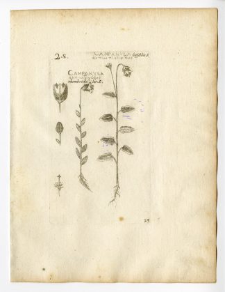 Rare Antique Print-CAMPANULA LATIFOLIA-GIANT BELLFLOWER-PL. 27-Belleval-1796