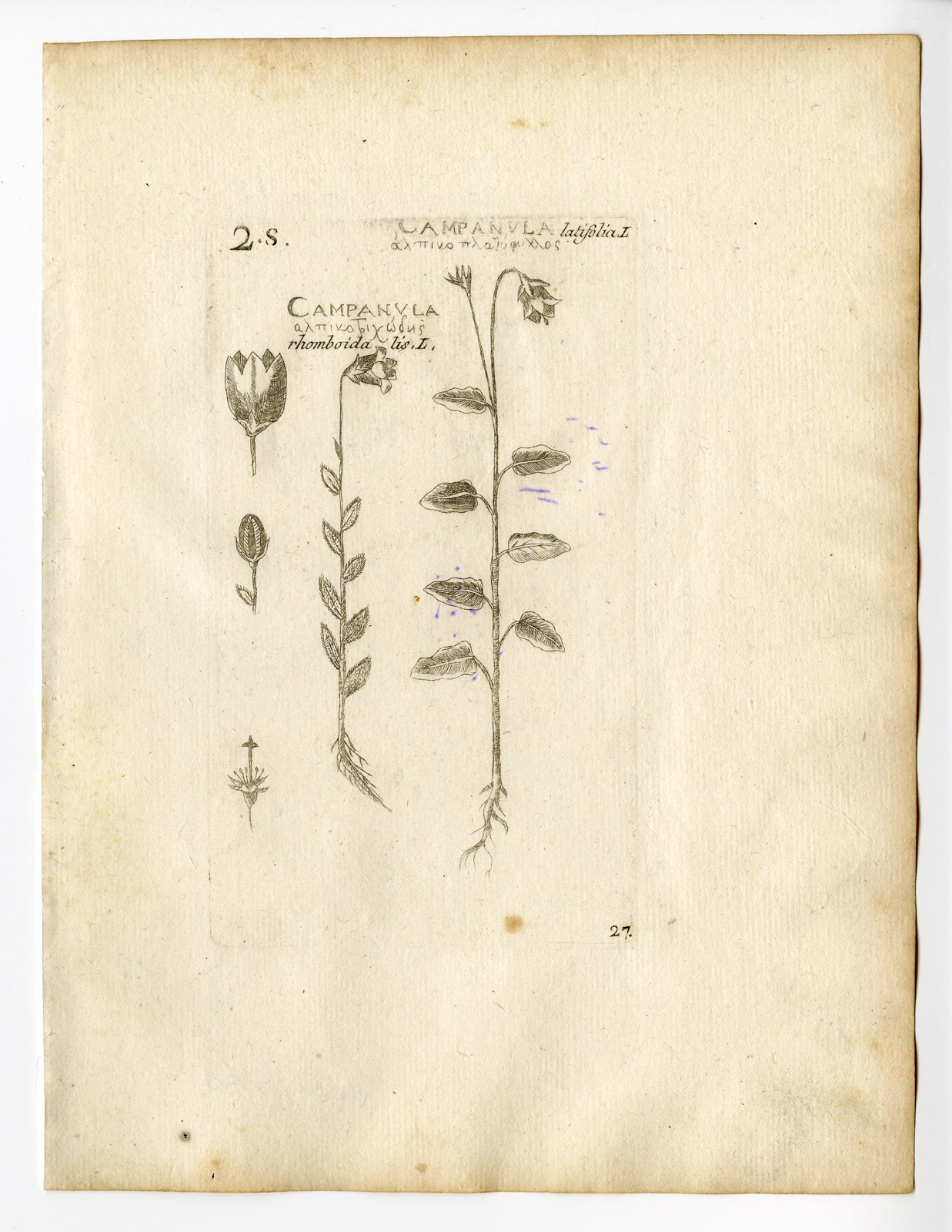 , Rare Antique Print-CAMPANULA LATIFOLIA-GIANT BELLFLOWER-PL. 27-Belleval-1796, Pictura Antique Prints