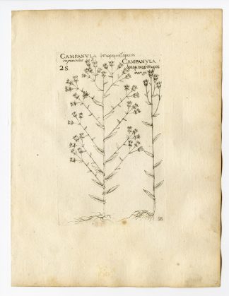 Rare Antique Print-CAMPANULA RAPUNCULUS- RAMPION BELLFLOWER-PL. 28-Belleval-1796