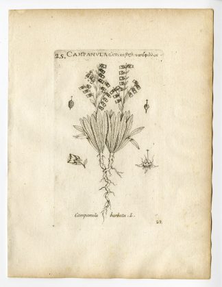 Rare Antique Print-CAMPANULA BARBATA-BEARDED BELLFLOWER-PL. 29-Belleval-1796