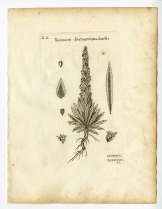 Rare Antique Print-CAMPANULA THYRSOIDES-YELLOW BELLFLOWER-PL. 31-Belleval-1796