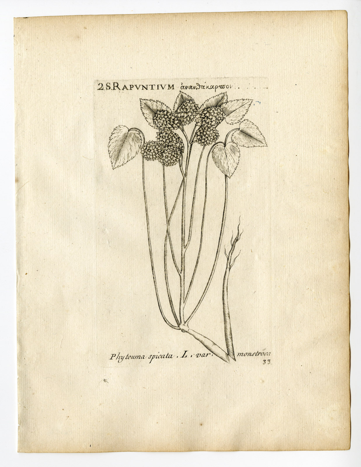 , Rare Antique Print-PHYTEUMA SPICATUM-SPIKED RAMPION-PL. 33-Belleval-1796, Pictura Antique Prints