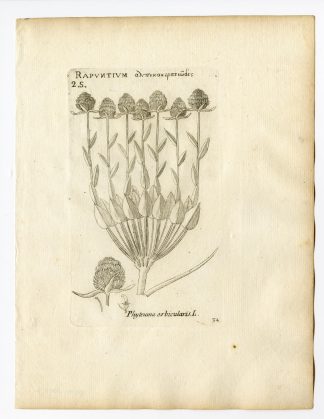 Rare Antique Print-PHYTEUMA ORBICULARE-ROUND HEADED RAMPION-PL. 34-Belleval-1796
