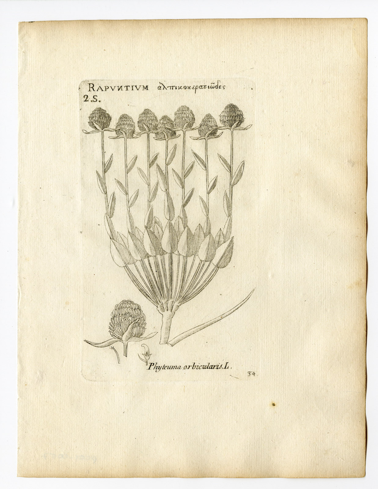 , Rare Antique Print-PHYTEUMA ORBICULARE-ROUND HEADED RAMPION-PL. 34-Belleval-1796, Pictura Antique Prints